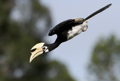 Oriental Pied Hornbill (Anthracoceros albirostris) ssp. convexus