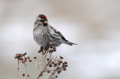 Stor Gråsisken - (Carduelis flammea) - Common Redpoll