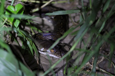 Reticulated python - Python reticulatus