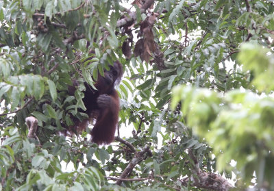 Bornean Orangutan - Pongo pygmaeus ssp. morio