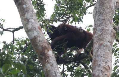Bornean Orangutan - Pongo pygmaeus ssp. morio