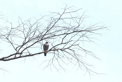 Peregrine Falcon - Falco peregrinus ssp. ernesti