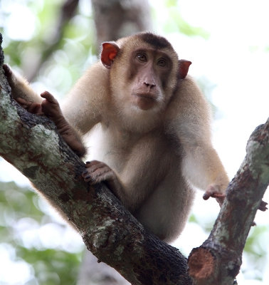 Southern Pig-tailed Macaque - Macaca nemestrina
