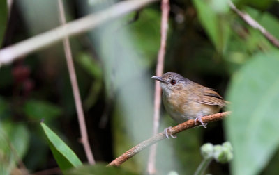 Temminck's Babbler (Pellorneum pyrrogenys)