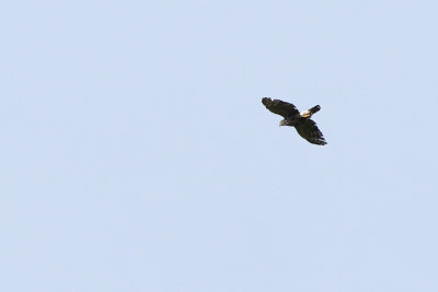 Crested Goshawk - Accipiter trivirgatus ssp. microstictus