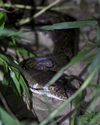 Reticulated python - Python reticulatus