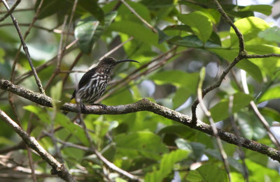 Whitehead's Spiderhunter (Arachnothera juliae)