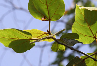 Mountain Leaf Warbler (Phylloscopus trivirgatus kinabaluensis)