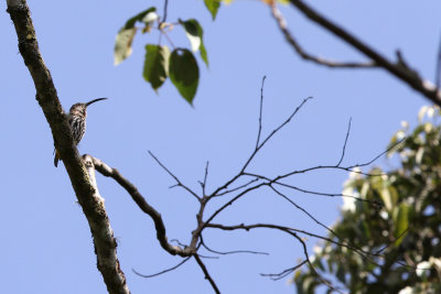 Whitehead's Spiderhunter (Arachnothera juliae)