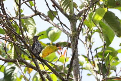 Whitehead's Spiderhunter (Arachnothera juliae)