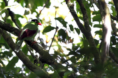 Bornean Green Magpie (Cissa jefferyi)