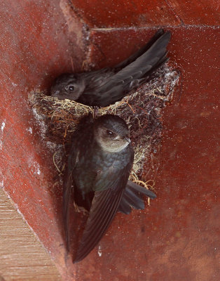 Bornean Swiftlet · Collocalia dodgei 