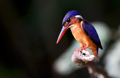 Blue-eared Kingfisher - Alcedo meninting verreauxii 