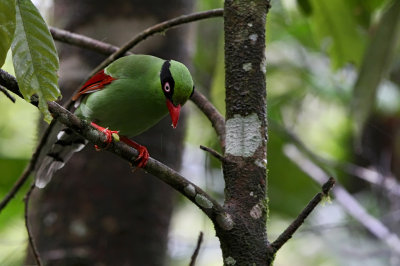 Bornean Green Magpie (Cissa jefferyi)