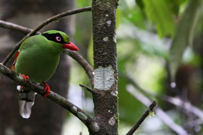 Bornean Green Magpie (Cissa jefferyi)