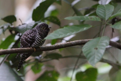 Sunda Cuckoo (Cuculus lepidus)