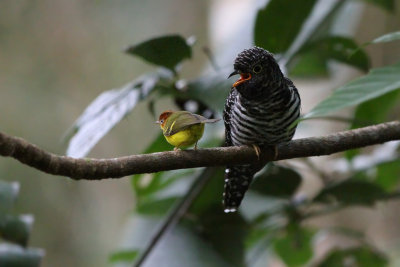 Sunda Cuckoo (Cuculus lepidus)