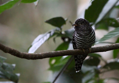 Sunda Cuckoo (Cuculus lepidus)