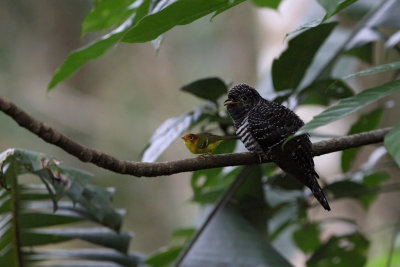 Sunda Cuckoo (Cuculus lepidus)