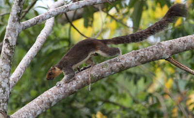 Cream-coloured Giant Squirrel (Ratufa affinis)