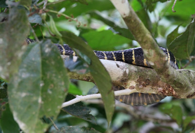 Mangrove Snake (Boiga dendrophilia)