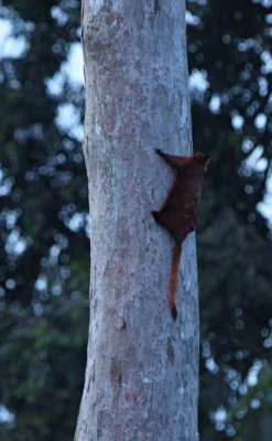 Red Giant Flying Squirrel (Petaurista petaurista) 