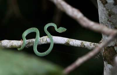 Wagler's Pit Viper (Tropidolaemus wagleri)