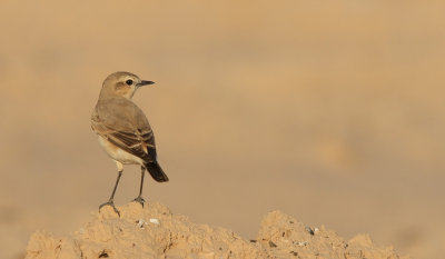 Isabelline Wheatear (Oenanthe isabellina)