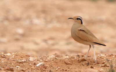 Cream-coloured Courser (Cursorius cursor)