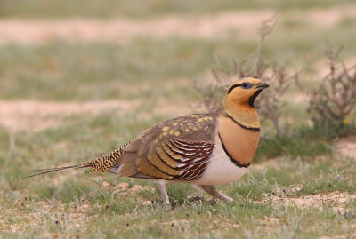 Pin-tailed Sandgrouse (Pterocles alchata)