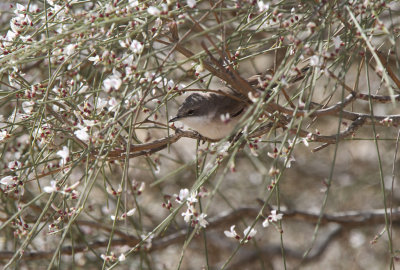 Lesser Whitethroat - (Sylvia curruca)