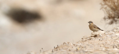 Isabelline Wheatear (Oenanthe isabellina)