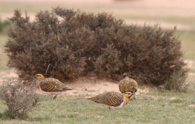 Pin-tailed Sandgrouse (Pterocles alchata)