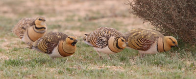 Pin-tailed Sandgrouse (Pterocles alchata)