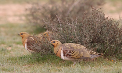 Pin-tailed Sandgrouse (Pterocles alchata)