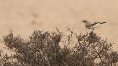 Desert Wheatear (Oenanthe deserti)