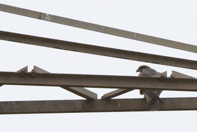Saker Falcon (Falco cherrug)