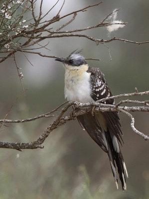 Great Spotted Cuckoo (Clamator glandarius)