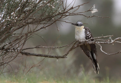 Great Spotted Cuckoo (Clamator glandarius)