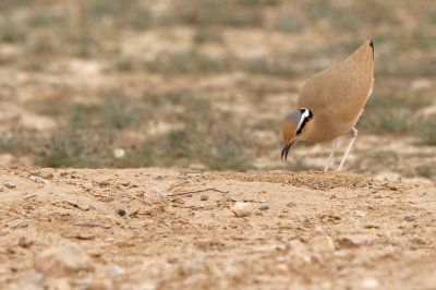 Cream-coloured Courser (Cursorius cursor)