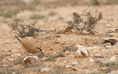 Cream-coloured Courser (Cursorius cursor)