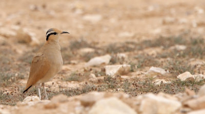 Cream-coloured Courser (Cursorius cursor)