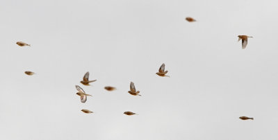 Desert Finch - (Rhodospiza obsoleta)