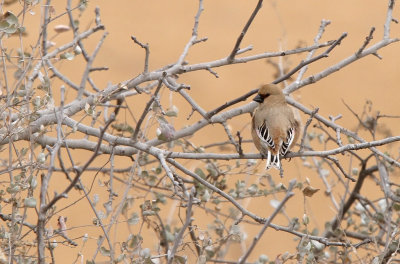 Desert Finch - (Rhodospiza obsoleta)