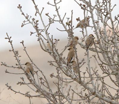 Desert Finch - (Rhodospiza obsoleta)