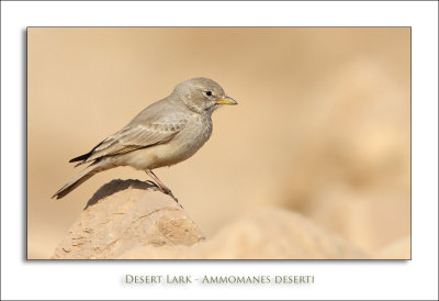 Desert Lark - Ammomanes deserti