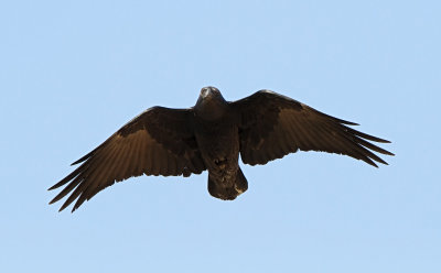 Fan-tailed Raven - (Corvus rhipidurus)