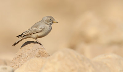 Desert Lark - (Ammomanes deserti)