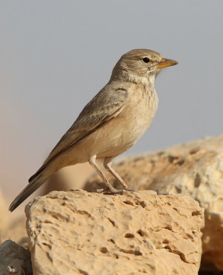 Desert Lark - (Ammomanes deserti)