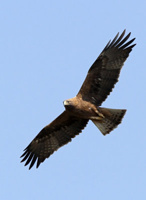 Booted Eagle - (Aquila pennata)